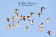 Pterocles senegallus