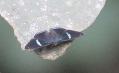 Diaethria clymena