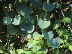 Cissampelos torulosa