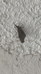 Libytheana carinenta