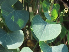 Cissampelos torulosa