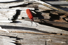 Dictyoptera aurora