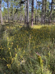 Sarracenia flava