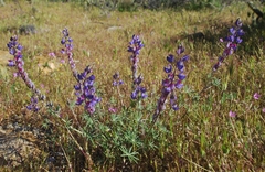 Lupinus sparsiflorus
