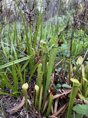 Sarracenia rubra