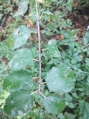 Ceanothus sanguineus