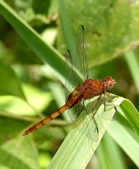 Erythemis mithroides