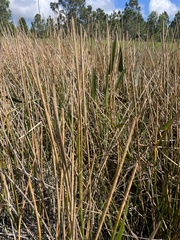 Eleocharis interstincta