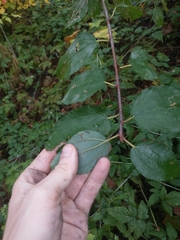 Ceanothus sanguineus