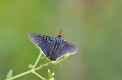 Phocides lilea
