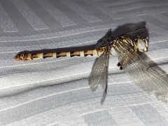 Paragomphus lineatus