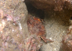 Cronius ruber