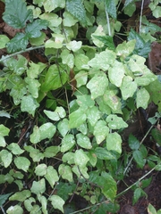 Vancouveria hexandra