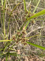 Cyperus entrerianus