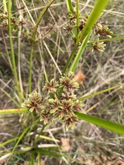 Cyperus entrerianus