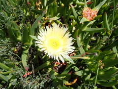 Carpobrotus edulis edulis