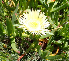 Carpobrotus edulis edulis