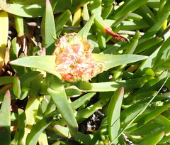 Carpobrotus edulis edulis