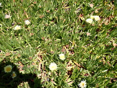 Carpobrotus edulis edulis