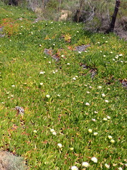 Carpobrotus edulis edulis