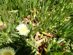 Carpobrotus edulis edulis
