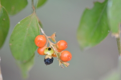 Citharexylum berlandieri