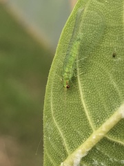 Chrysopidae
