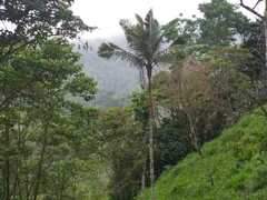 Ceroxylon quindiuense