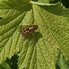 Syrphus octomaculatus