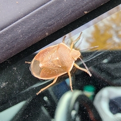 Chlorochroa