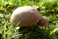 Boletus