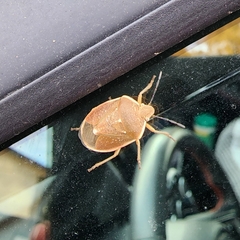 Chlorochroa