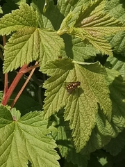 Syrphus octomaculatus