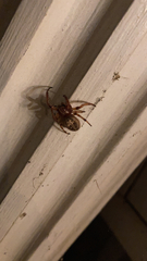 Larinioides cornutus