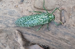 Physemacris variolosa