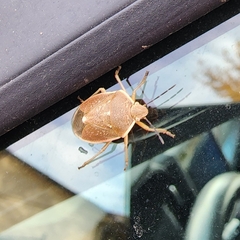 Chlorochroa