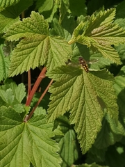 Syrphus octomaculatus