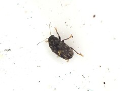 Notochoragus crassus