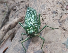 Physemacris variolosa