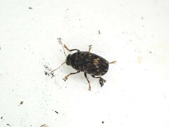 Notochoragus crassus