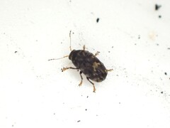 Notochoragus crassus