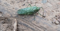 Physemacris variolosa