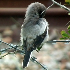 Lanius collaris collaris