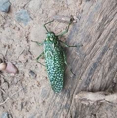 Physemacris variolosa