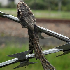 Bradypodion damaranum