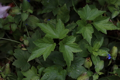 Eriocapitella × hybrida