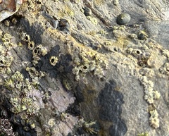 Balanomorpha