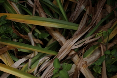 Amaryllis belladonna