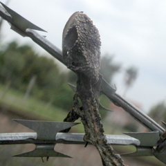 Bradypodion damaranum