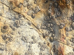 Balanomorpha